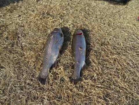 志高湖フィッシング 釣果