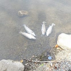 志高湖フィッシング 釣果