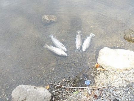 志高湖フィッシング 釣果