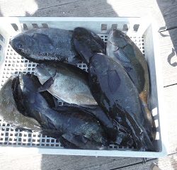 バラモン1号 釣果