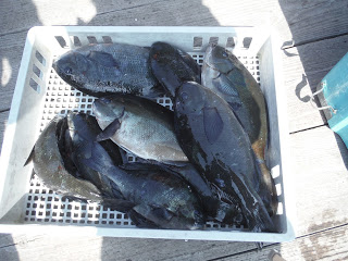 バラモン1号 釣果