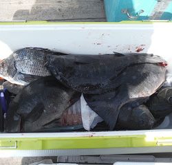 バラモン1号 釣果