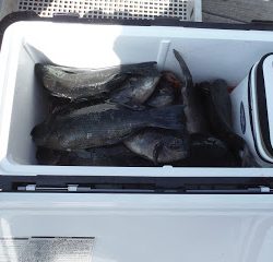 バラモン1号 釣果