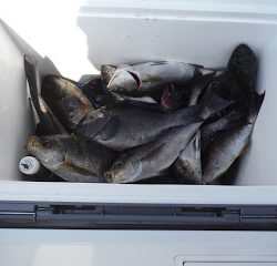 バラモン1号 釣果