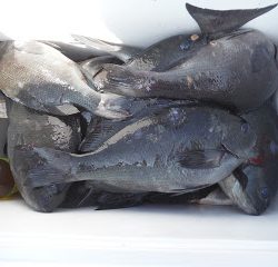 バラモン1号 釣果