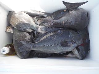 バラモン1号 釣果