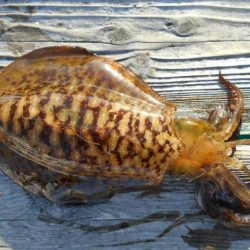 こかわ渡船　雅丸 釣果