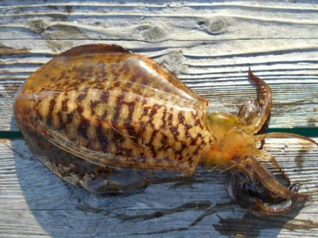 こかわ渡船　雅丸 釣果