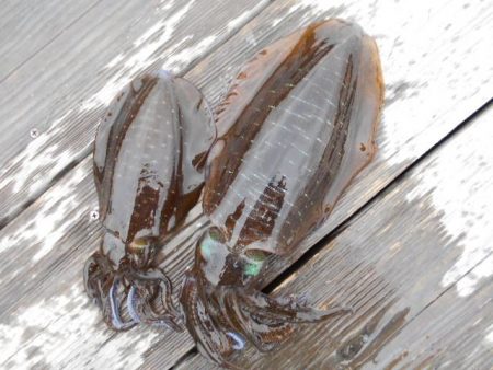 こかわ渡船　雅丸 釣果