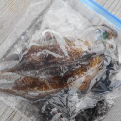 こかわ渡船　雅丸 釣果