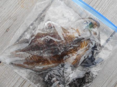 こかわ渡船　雅丸 釣果