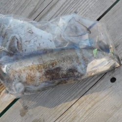 こかわ渡船　雅丸 釣果