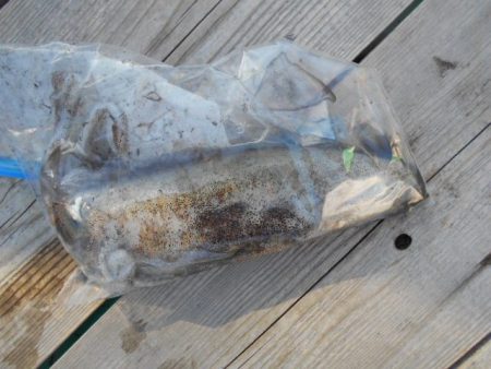 こかわ渡船　雅丸 釣果