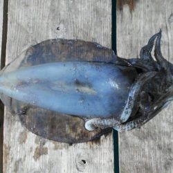 こかわ渡船　雅丸 釣果