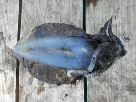 こかわ渡船　雅丸 釣果