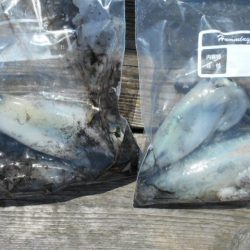 こかわ渡船　雅丸 釣果