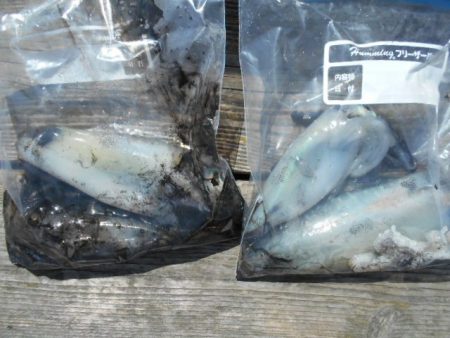 こかわ渡船　雅丸 釣果