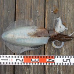 こかわ渡船　雅丸 釣果