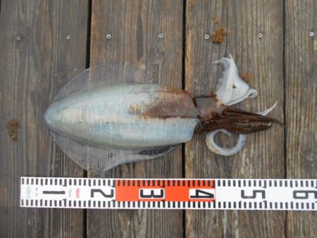 こかわ渡船　雅丸 釣果