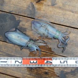 こかわ渡船　雅丸 釣果