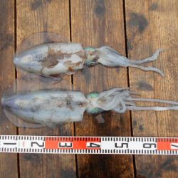 こかわ渡船　雅丸 釣果