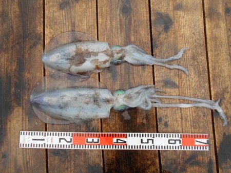 こかわ渡船　雅丸 釣果