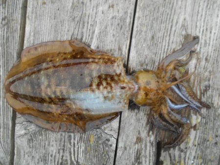 こかわ渡船　雅丸 釣果