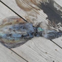 こかわ渡船　雅丸 釣果