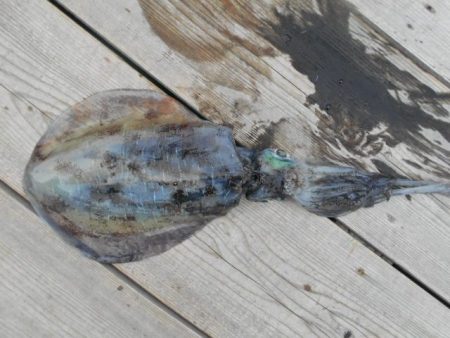 こかわ渡船　雅丸 釣果