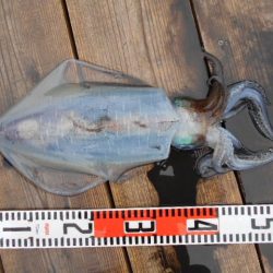 こかわ渡船　雅丸 釣果