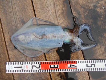 こかわ渡船　雅丸 釣果