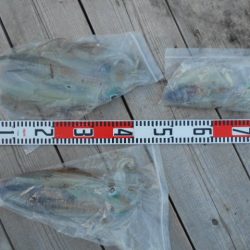 こかわ渡船 雅丸 釣果