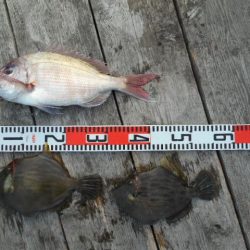 こかわ渡船　雅丸 釣果