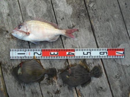 こかわ渡船　雅丸 釣果