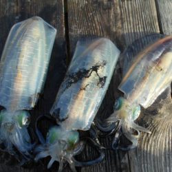 こかわ渡船　雅丸 釣果