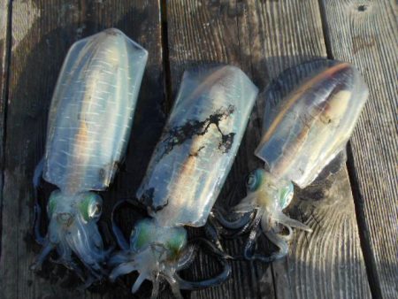 こかわ渡船　雅丸 釣果