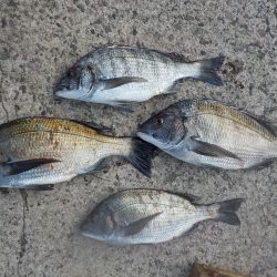 千鳥丸 釣果
