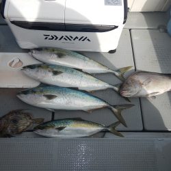 sea boss　シーボス 釣果