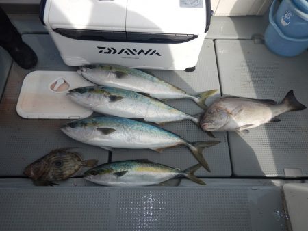 sea boss　シーボス 釣果