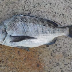 千鳥丸 釣果