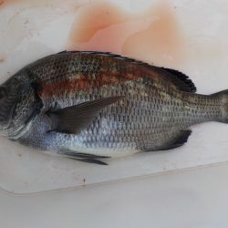 千鳥丸 釣果