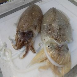 フィッシングボート空風(そらかぜ) 釣果