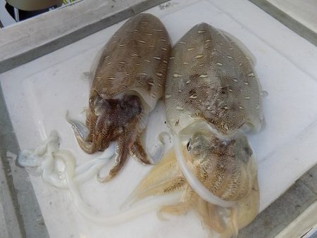 フィッシングボート空風(そらかぜ) 釣果