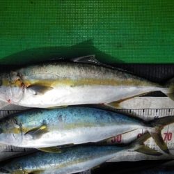 海宝丸 島根 釣果