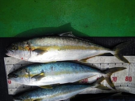 海宝丸　島根 釣果