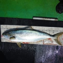 海宝丸 島根 釣果