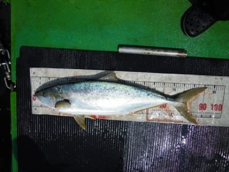 海宝丸　島根 釣果