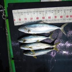 海宝丸 島根 釣果