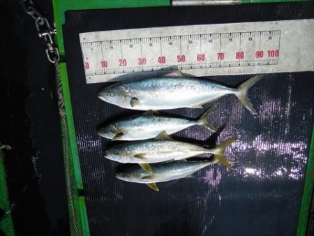 海宝丸 島根 釣果