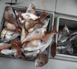 Fisherman Dreams DI 釣果